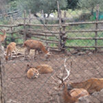 Il Villaggio La Casa Degli Ulivi